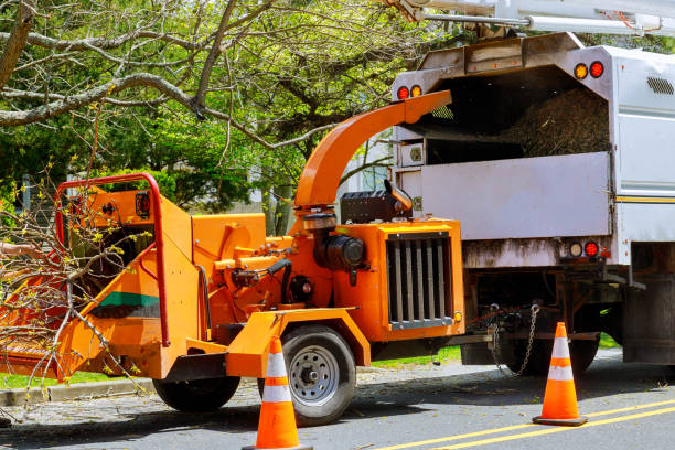 Best Leaf Removal  in East Providence, RI